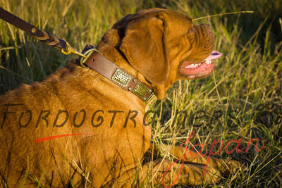 ボルドー・マスティフ犬用デコ首輪　大型犬の散歩に最適！