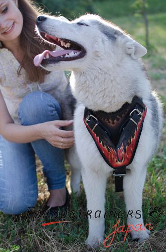 不眠症を治す犬 犬用品 犬グッズ 犬訓練用具 犬用品通販 犬用品 犬グッズ 犬訓練用具 犬用品通販