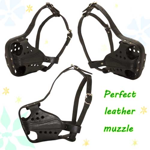 training leather muzzle for german shepherd dog
