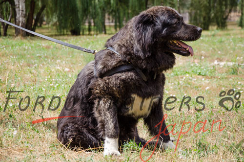 大型犬　ハーネス　胴輪