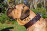 大型犬 首輪 本革製 幅広い 5cm 大型犬 首輪 本革製 幅広い 5cm