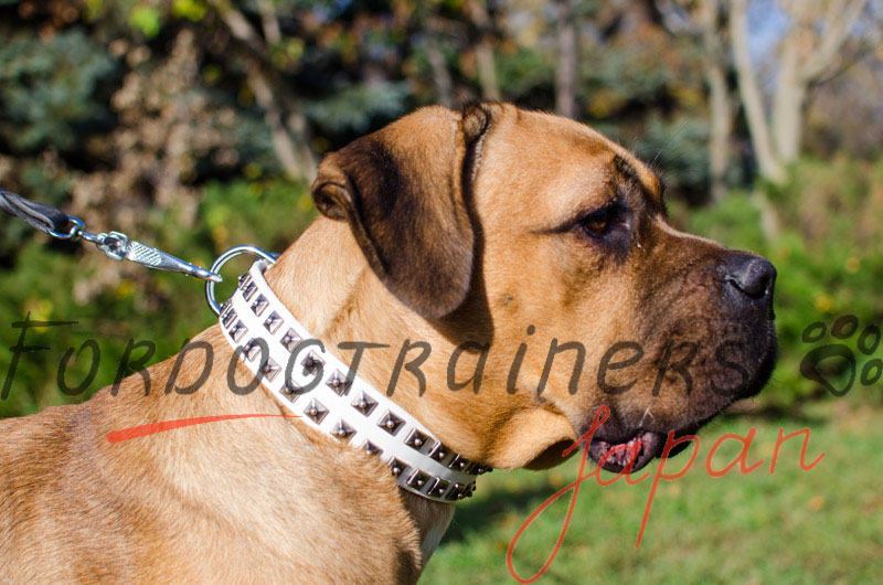 大型犬 首輪 レザー製 ホワイトカラー スタッズ付き 10 613