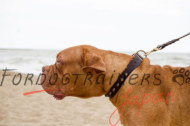 犬のおしゃれ首輪 装飾つき 上質な革製 大型犬用 40mm 犬のおしゃれ首輪 装飾つき 上質な革製 大型犬用 40mm