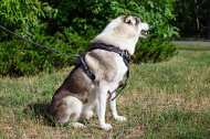 大型犬用ハーネス 有刺鉄模様 大型犬用ハーネス 有刺鉄模様