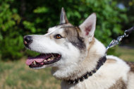 大型犬 首輪 かっこいいスタイル 大型犬 首輪 かっこいいスタイル