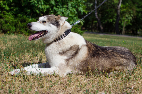 大型犬　首輪 革