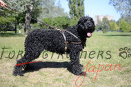 FDT ARTISAN 首輪 高級犬用品 FDT ARTISAN 首輪 高級犬用品