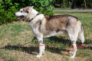 大型犬用本革製首輪 可愛いスタイル 大型犬用本革製首輪 可愛いスタイル