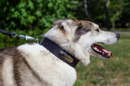 大型犬用首輪 ネームプレート付 大型犬用首輪 ネームプレート付