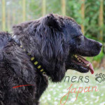 コーカシアンシェパードという大型犬　首輪　革製　おしゃれなプレート付き