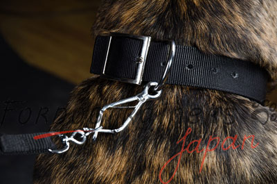 超大型犬　首輪