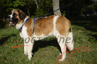 大型犬 ハーネス アメリカン国旗柄付 大型犬 ハーネス アメリカン国旗柄付