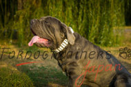 大型犬用白い首輪 大型犬用白い首輪