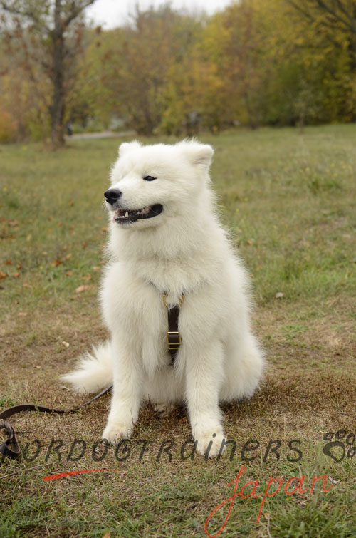 大型犬　ハーネス　海外