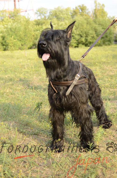 大型犬　ハーネス　海外