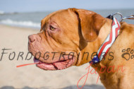 ボルドー・マスティフ犬に最適な革製首輪　「アメリカン・プライド」デザイン