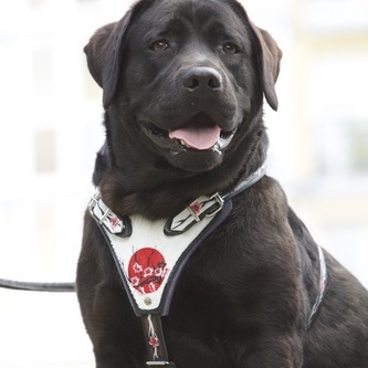 中～大型犬用本革製ハーネス