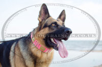 ジャーマン・シェパードの犬 散歩に最適な革製ピンクカラー 40 mm ジャーマン・シェパードの犬 散歩に最適な革製ピンクカラー 40 mm