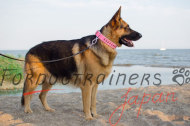 ジャーマンシェパードに合うピンクレザー首輪 大型犬 しつけに最適! ジャーマンシェパードに合うピンクレザー首輪 大型犬 しつけに最適!