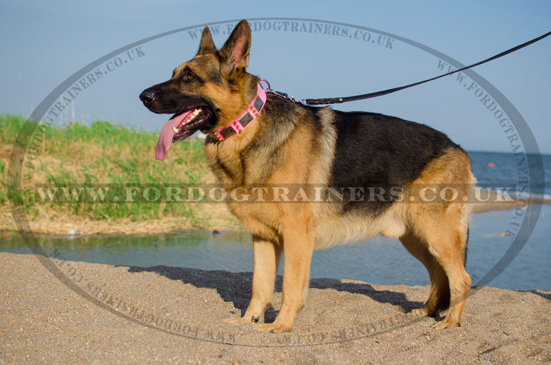 犬 散歩用ピンクカラー は美しい シェパード かわいい 犬 散歩や 大型犬 しつけに合うかわいいデザインカラー スパイクとプレートの装飾付き 9 650
