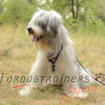 サウスロシアンシェパード　ハーネス　丈夫な　本革製　手書き模様付き