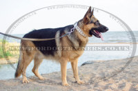 ジャーマンシェパード犬用のホワイト本革首輪 スパイクとスタッズ付き ジャーマンシェパード犬用のホワイト本革首輪 スパイクとスタッズ付き