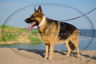 ジャーマンシェパード 犬用ホワイトのスパイク付きデコカラー 革製 40mm ジャーマンシェパード 犬用ホワイトのスパイク付きデコカラー 革製 40mm