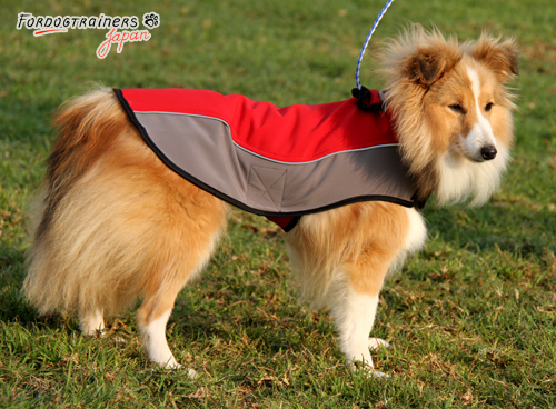 sheltie in coat for winter season