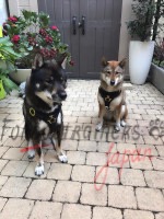 中型犬 ハーネス 上質な革製 四国犬の日常散歩にぴったり! 中型犬 ハーネス 上質な革製 四国犬の日常散歩にぴったり!