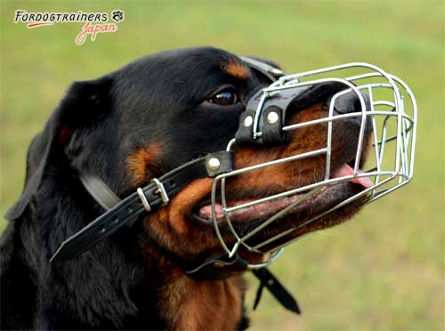 ロットワイヤーにぴったり合う犬のマズル