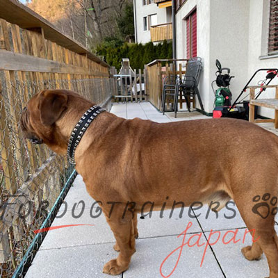 おしゃれ　首輪　大型犬